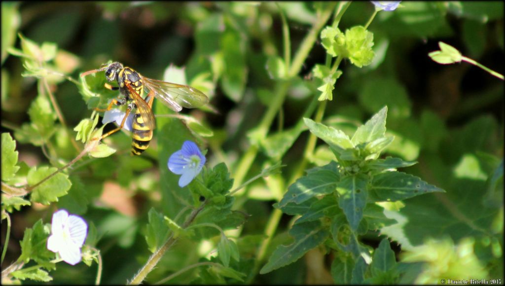 Polistes: creatrice di una nuova colonia? S, Polistes cfr. dominula, fondatrice